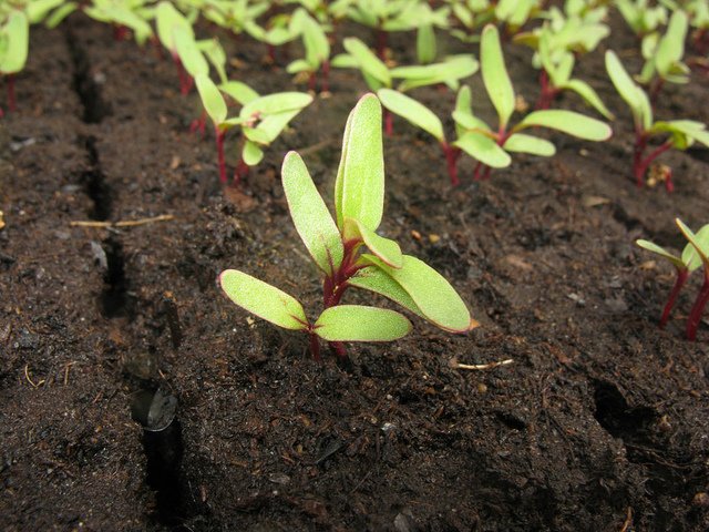 Beetroot Seedlings in Uganda