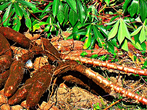 Cassava Plant with Tubers in Uganda