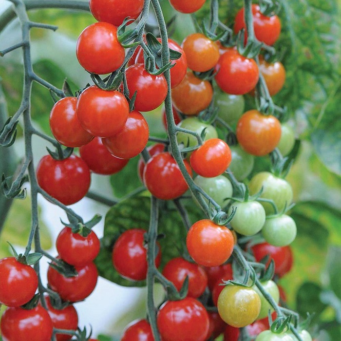 Cherry Tomatoes in Uganda