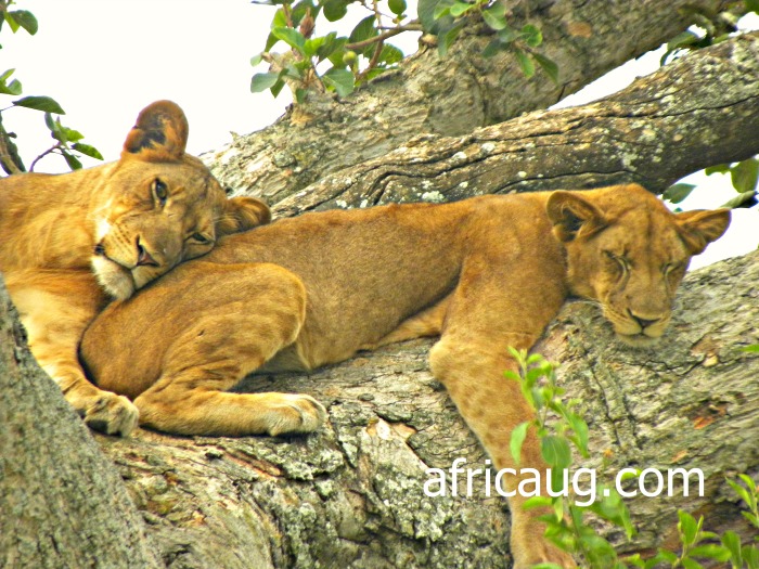 Climbing Lions at Queen Elizabeth National Park- Ishasha, Uganda Africa