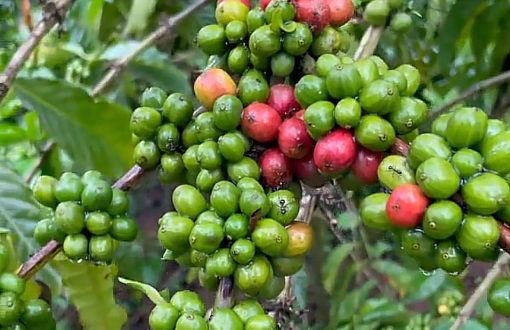 Robusta Coffee Cherries on Tree Uganda 