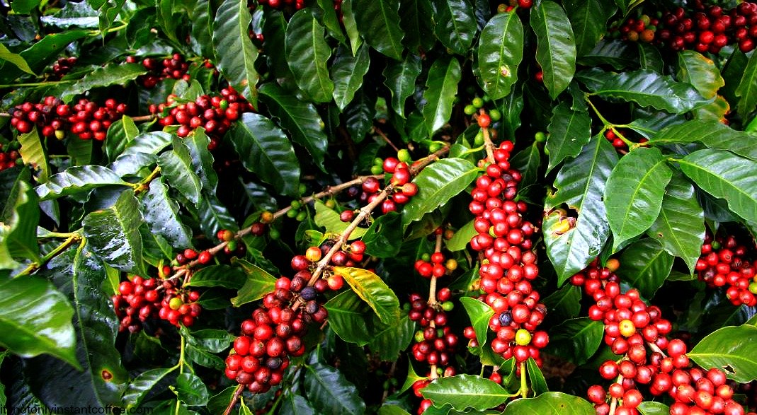 Coffee is Uganda's Leading Agricultural Export