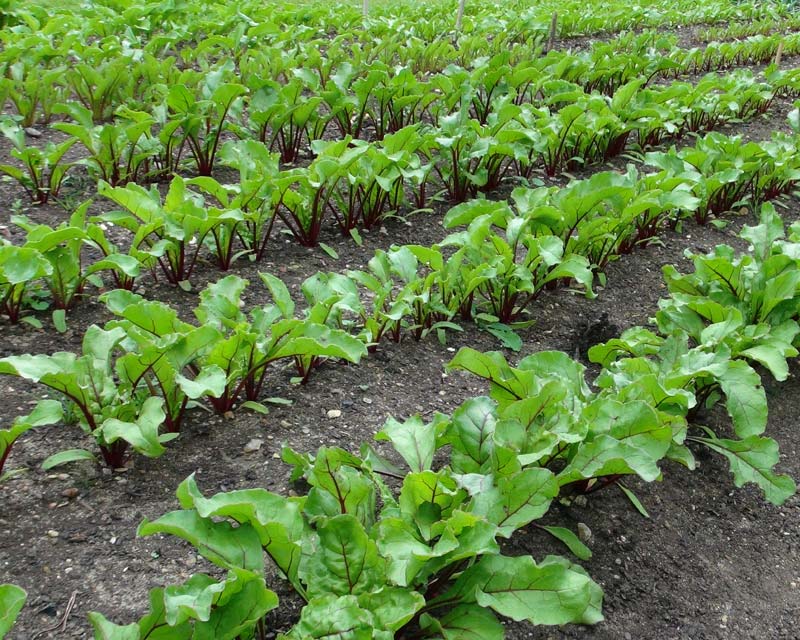 Beetroot Garden in Uganda