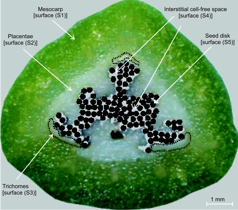 Vanilla Beans Cross Section Structure