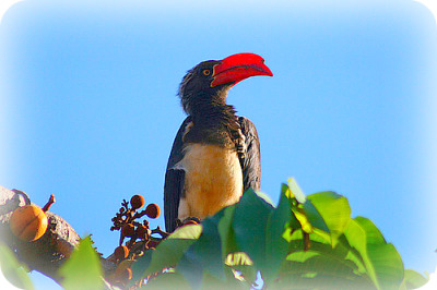 Uganda Bird Guides: The Crown hornbill