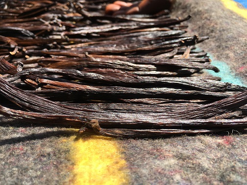 Top quality Uganda Vanilla Beans on a Blanket Curing from our 2018 Lot, the perfume is just irresistible