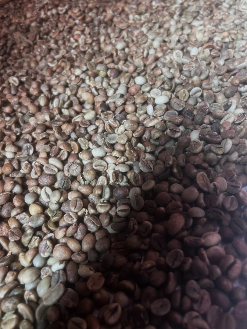Dry Robusta Coffee Beans 