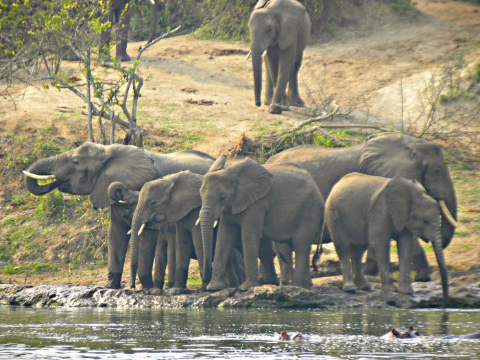 Half way our boat Ride on the Kanzinga Channel, at about 9:30am ; This herd of Elephants suddenly flocked the Banks of the Kazinga Channel. <br>The Scene was truly amazing.