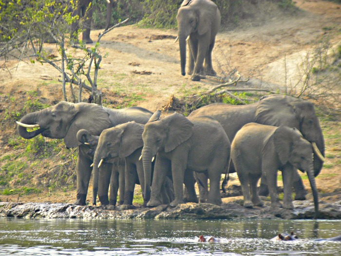 Half way our boat Ride on the Kanzinga Channel, at about 9:30am ; This herd of Elephants suddenly flocked the Banks of the Kazinga Channel. <br>The Scene was truly amazing.