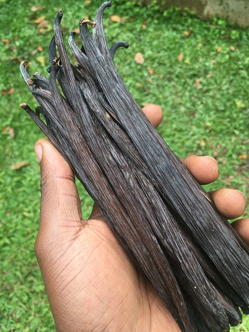 Uganda Gourmet Grade Vanilla Beans from Our 2018 Vanilla Curing Lot in my hand just before we Vacuum Packed them for further conditioning.