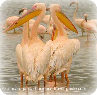 Uganda Bird Guides: The Great White Pelican