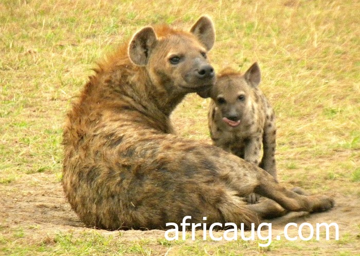 Mother Hyena and Baby at Queen Elizabeth National Park; Ishasa.   We saw these interesting Creatures at around 6pm as they got out of the Hyena's Den near Isasha Wilderness Camp Lodge.