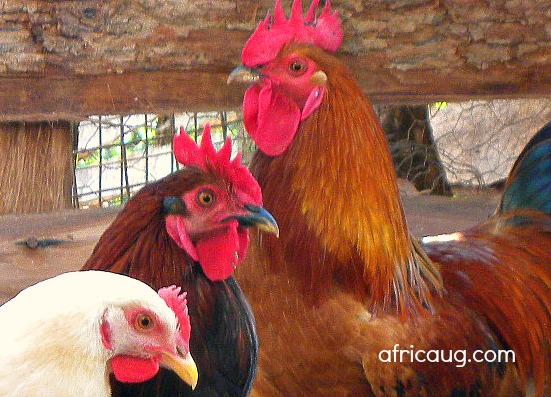 Chicken Breed Chart Pdf