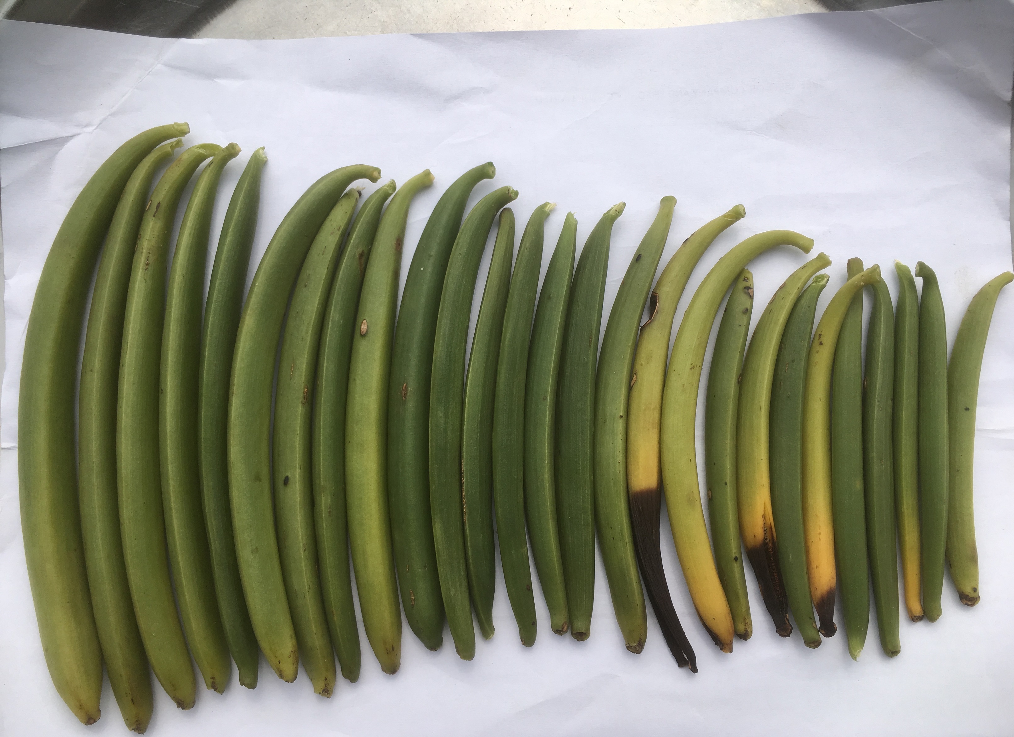 Mature Green Vanilla Beans From Our Own Vanilla Plantation in Uganda