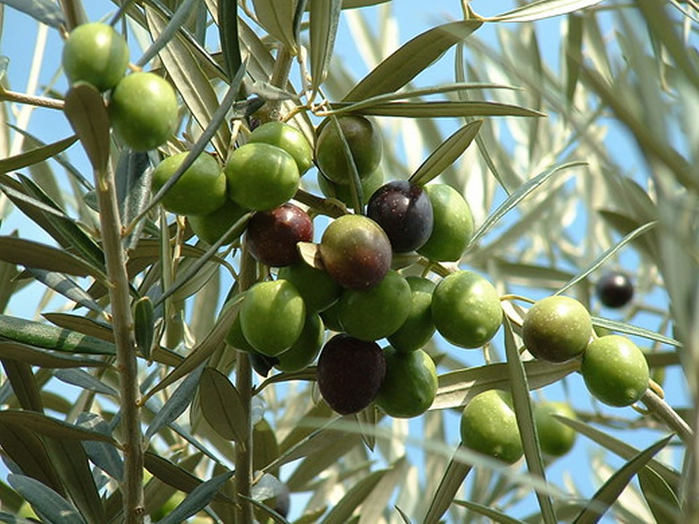 Olive tree with fruits in Uganda