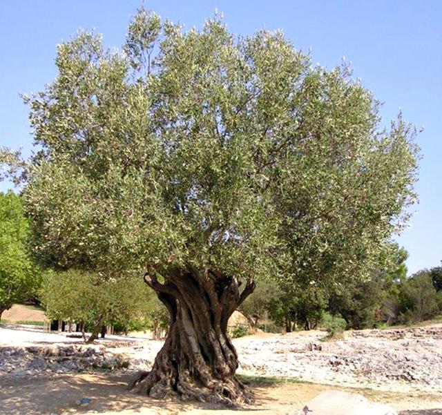 Mature Olive Tree in Uganda