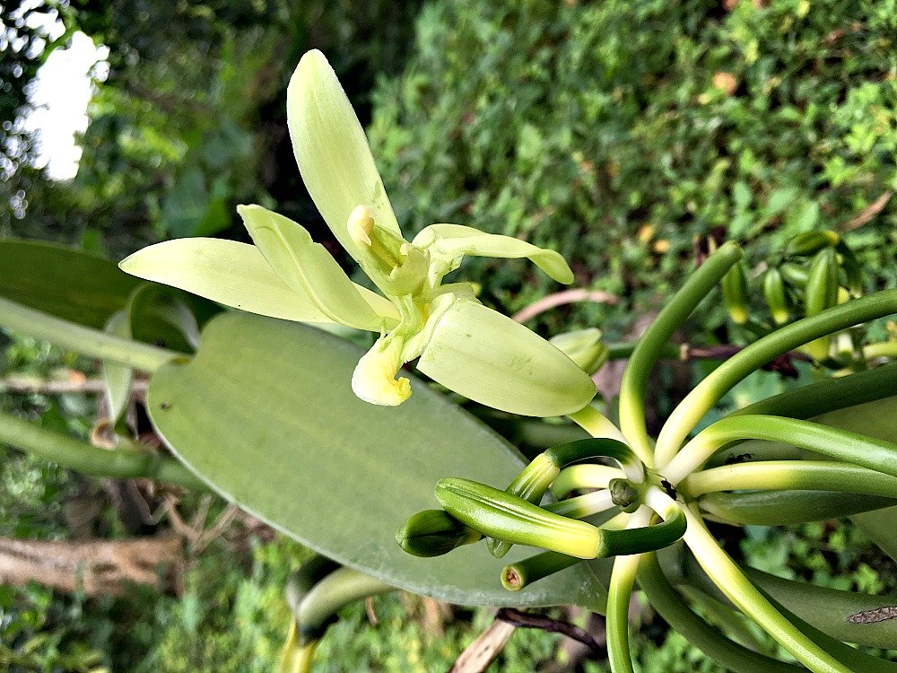 We found this Vanilla flower freshly Open while touring one Vanilla plantation in Uganda.