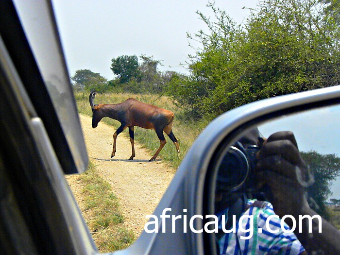 I had to break and Take that shot as the Topi was crossing the Track at QENP-Ishasha