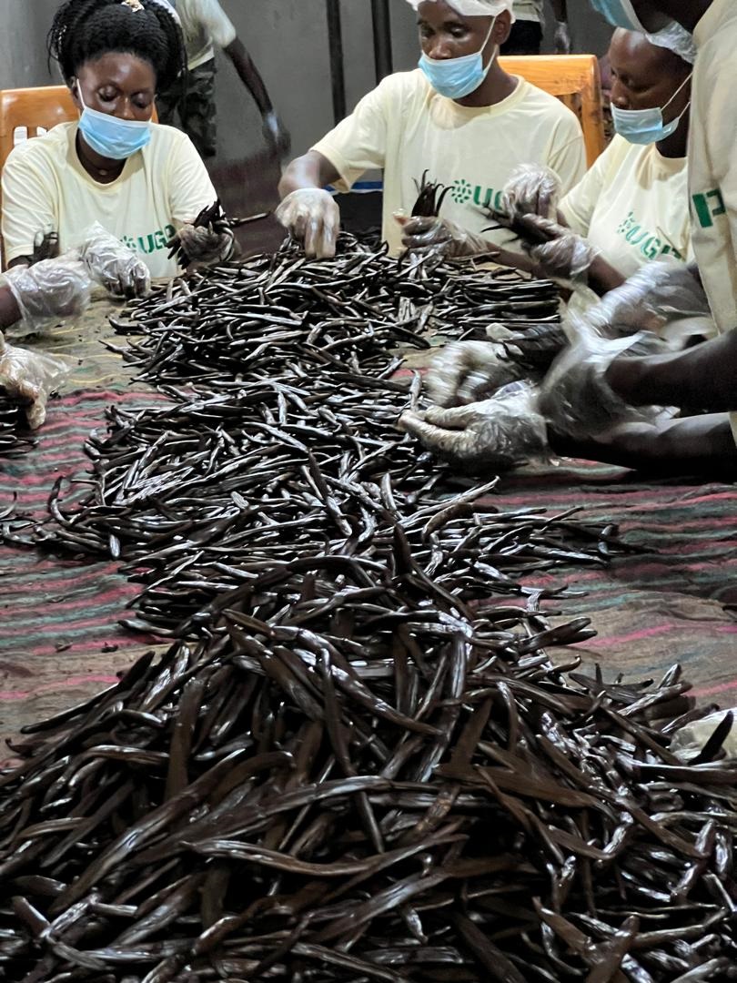 UGP Workers Sorting Vanilla Beans on Table