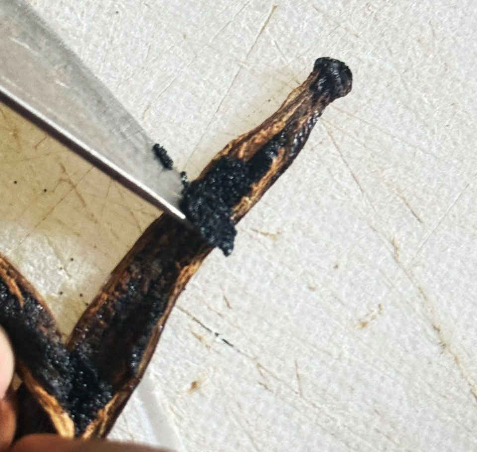 Split Vanilla Bean with Seeds