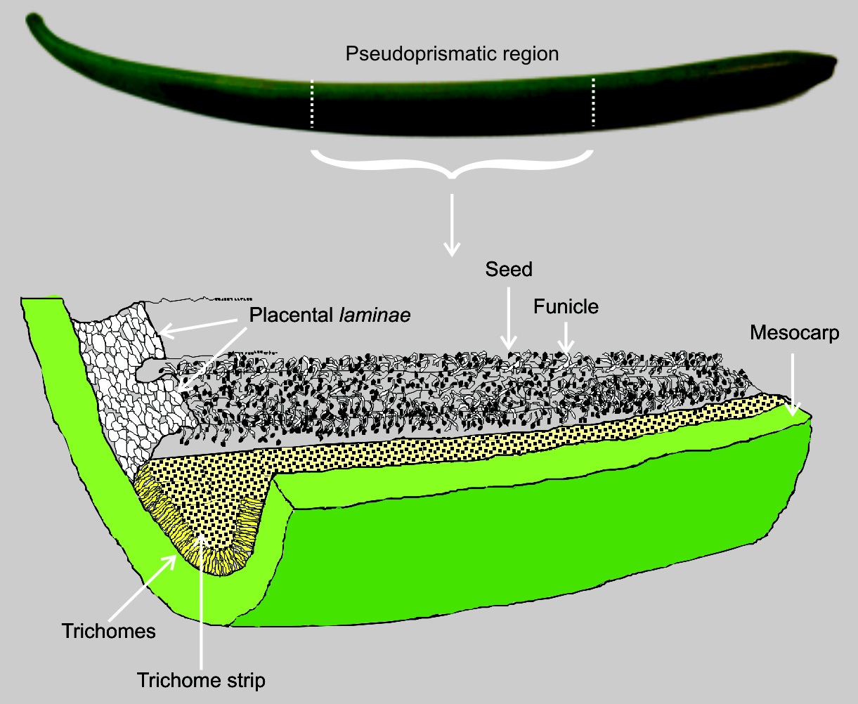 Vanilla Beans Longitudinal Sectioned Drawing