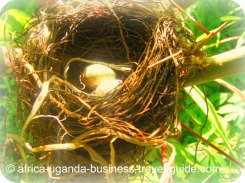 Uganda Bird Guides: Weaver Bird Eggs in Nest