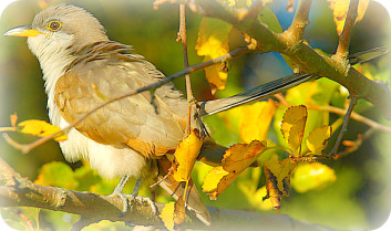 Uganda Birding Safari Guide: The Yellow Billied Cuckoo