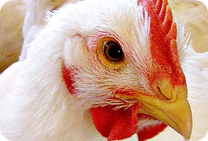 Uganda Poultry Farming Network