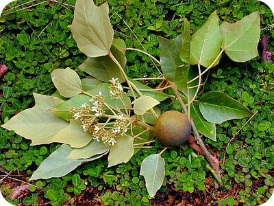 Aleurites moluccana (Candle nut-tree) Fruit in Uganda
