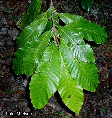 Aningeria adolfi-friedericii  leafy branch