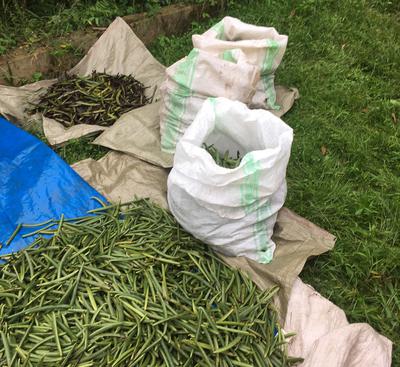 Uganda Vanilla Beans ready for Curing 2018