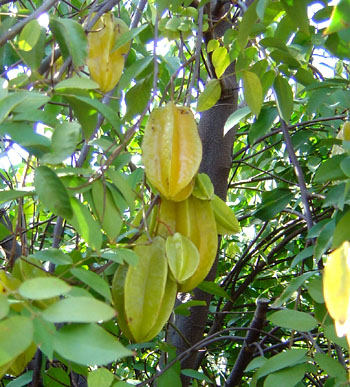 Averrhoa carambola , the Star fruit Tree in Uganda