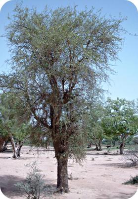 Balanites aegyptiaca (desert date) Tree in Africa 