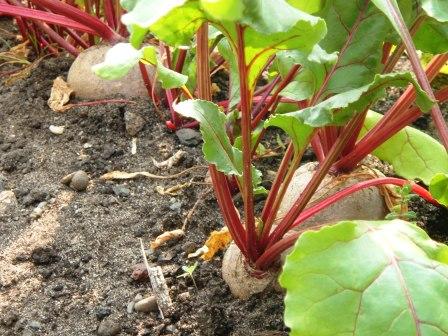 Beetroot in Uganda