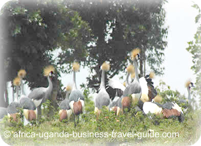 African Birding Safari