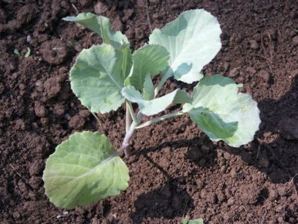 Cabbage Seedling For Transplanting