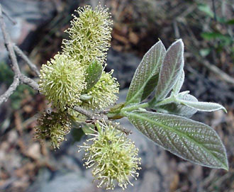 Combretum molle leaves in Uganda, Africa 