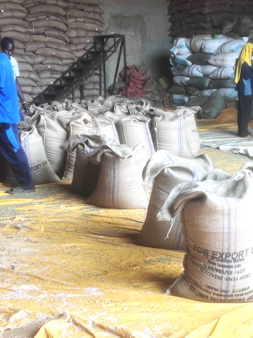 Commercial Grade Uganda Arabica Coffee