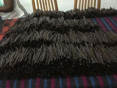 Sorting Uganda Vanilla Beans 