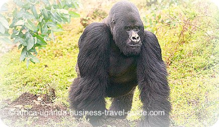 Gorilla Safari at Bwindi National Park