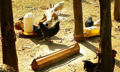Adult Kroiler Chicken Feeding 
