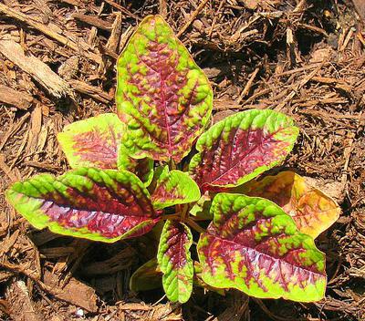 Amaranthus Seedling in Garden Africa