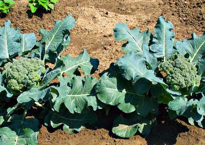 Broccoli Vegetables in garden Africa