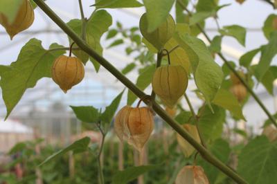 Cape Gooseberry Plant in Uganda 