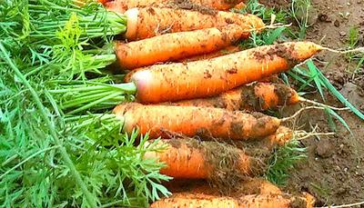 Carrots in Uganda Africa freshly Uprooted