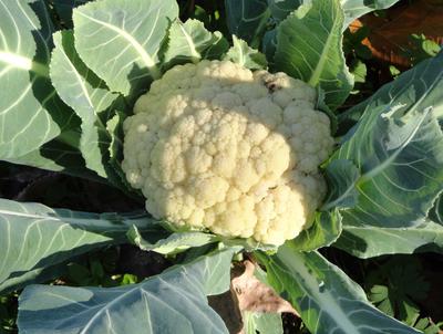 CAULIFLOWER Plant in Uganda 