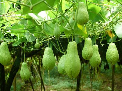 Chayote Plantation in Africa 