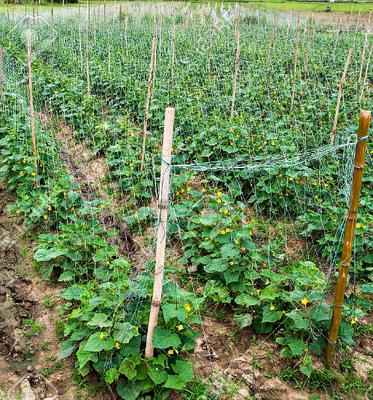 Commercial Cucumber Growing in Africa 