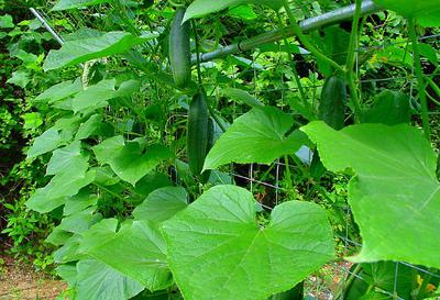 Cucumber Vegetables ready to Harvest 