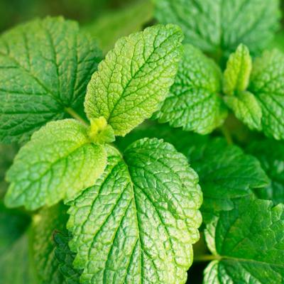 Lemon Balm Leaves in Uganda 